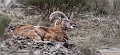 Mouflon de Corse___